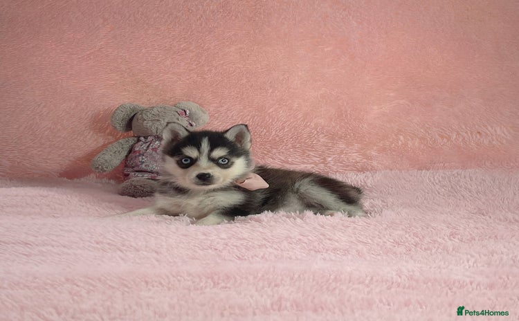 Pomsky dogs - Advert 2