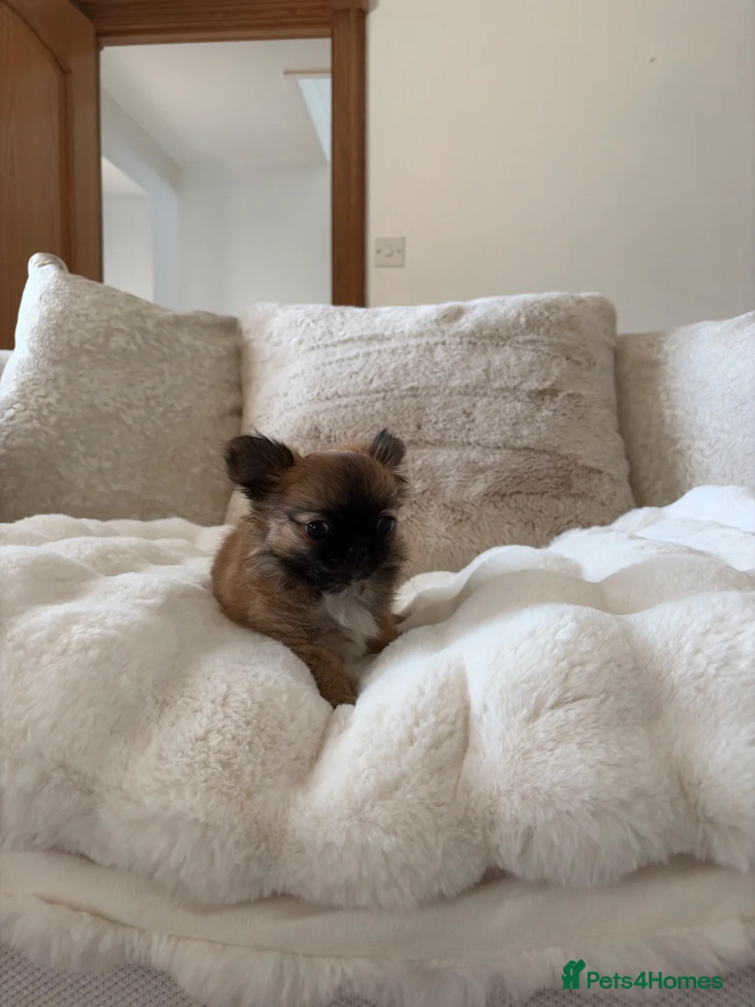 Chihuahua dogs for sale: Beautiful tiny longcoat chihuahuas ready now!  - Advert 2