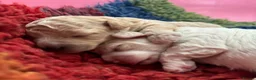 Poochon dogs for sale: 💫 Gorgeous Male Toy Poochon Puppy 💙 - Advert 11