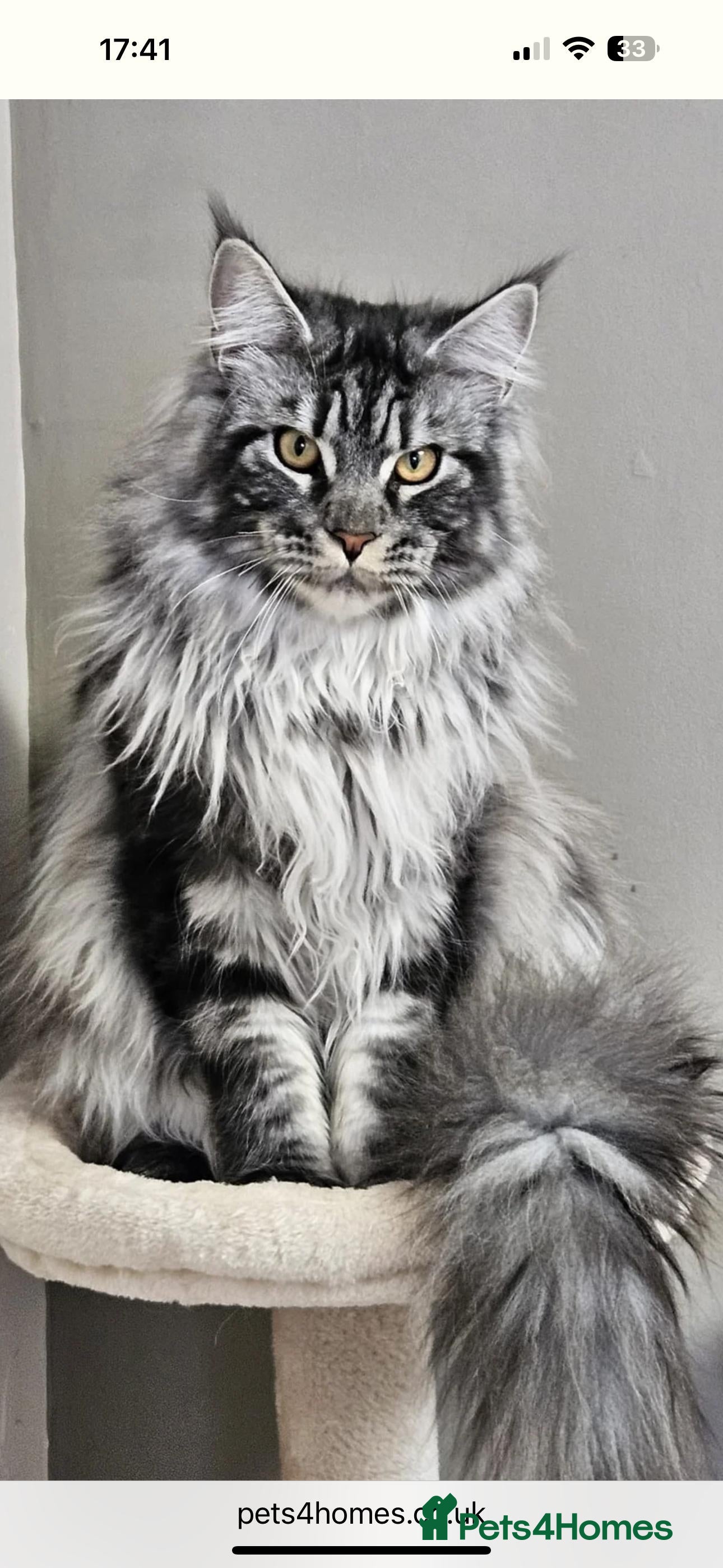 Maine Coon cats A litter of 7 Beautiful Maine coon kittens - Advert 6