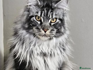 Maine Coon cats A litter of 7 Beautiful Maine coon kittens - Advert 1