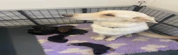 German Shepherd dogs for sale: K/C German Shepherd pups - Advert 9