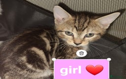 Mixed Breed cats for sale: Beautiful kittens ready now  - Advert 2