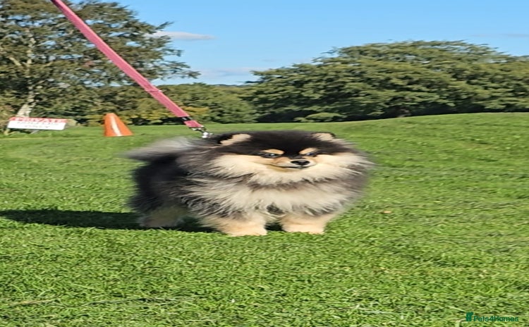 Pomsky dogs - Advert 4