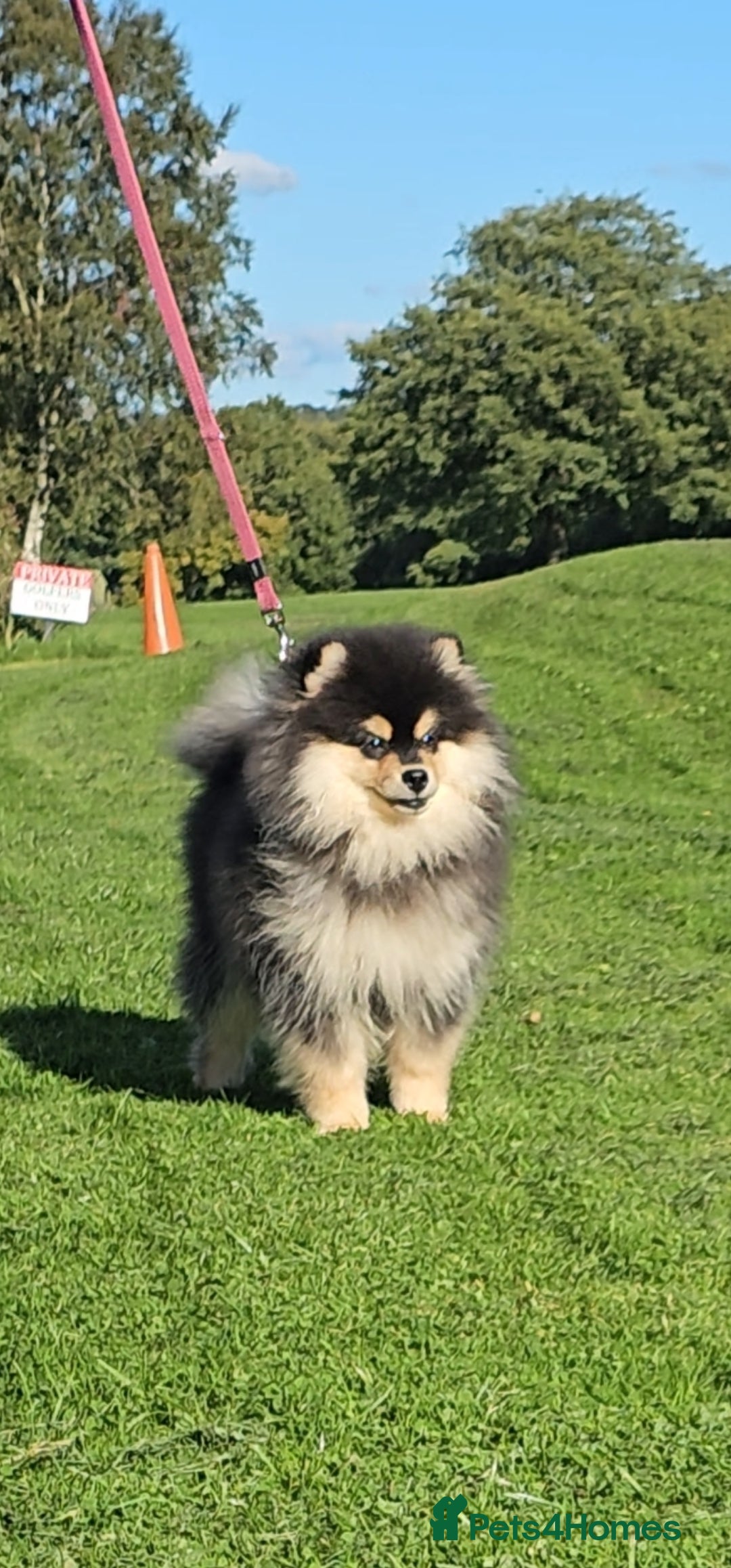 Pomsky dogs for sale: Pomsky puppies very small toy size F3  - Image 1