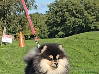 Pomsky dogs - Advert 3