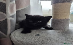 Mixed Breed cats for sale: Pure british shorthair mixed kittens for sale  - Image 2