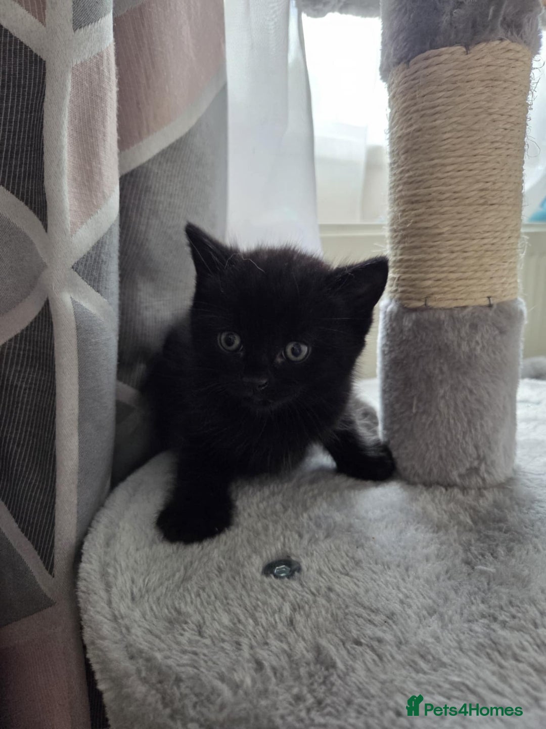 Mixed Breed cats for sale: Pure british shorthair mixed kittens for sale  - Image 2