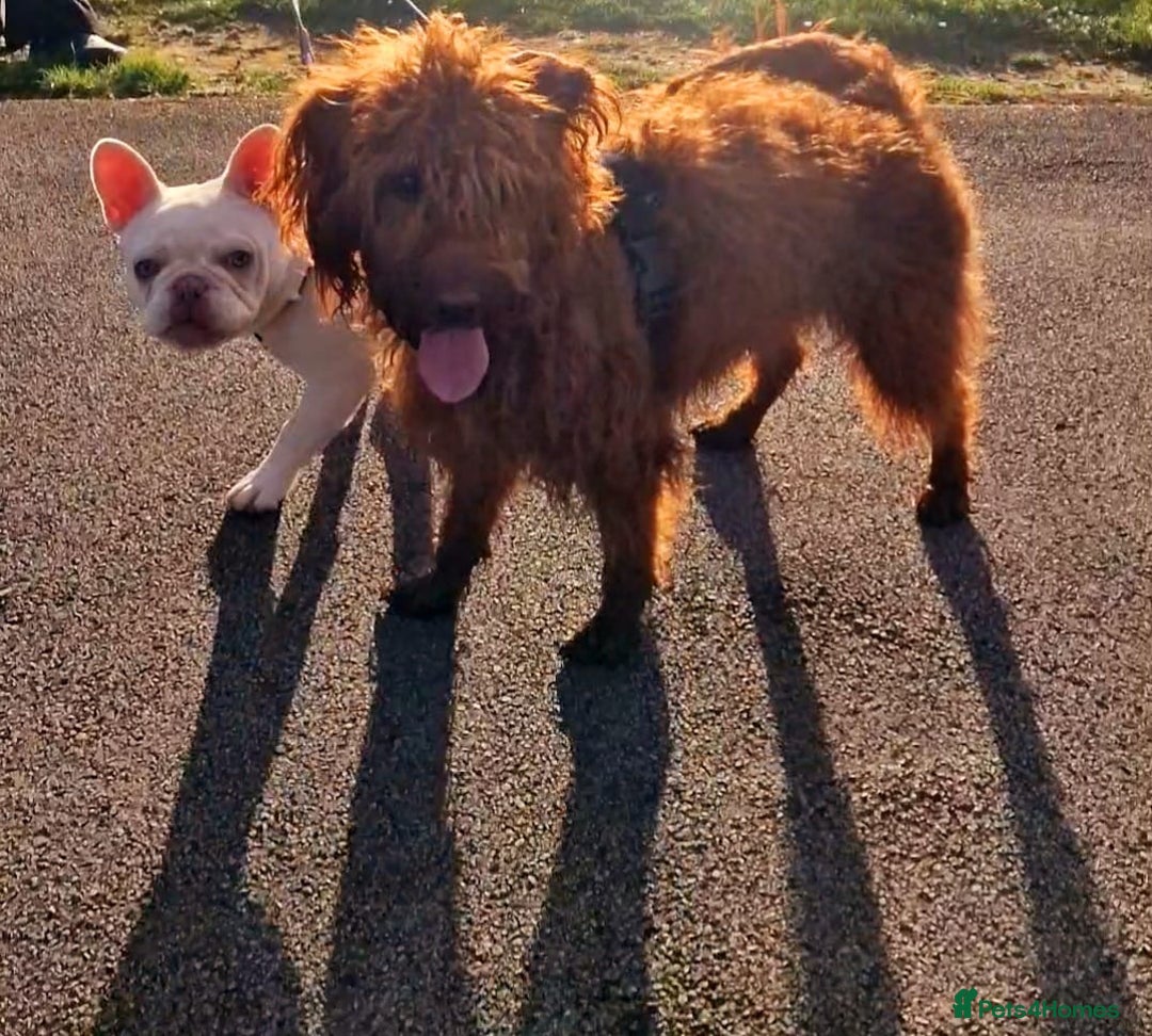 Labradoodle dogs for sale: 3 year old miniature labradoodle  - Advert 5