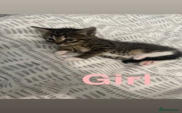 Mixed Breed cats for sale: Beautiful kittens for sale  - Image 13