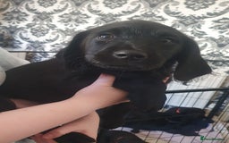 Labradoodle dogs for sale: ☆Ready to leave☆ CHUNKY PUPPIES ☆ - Advert 20