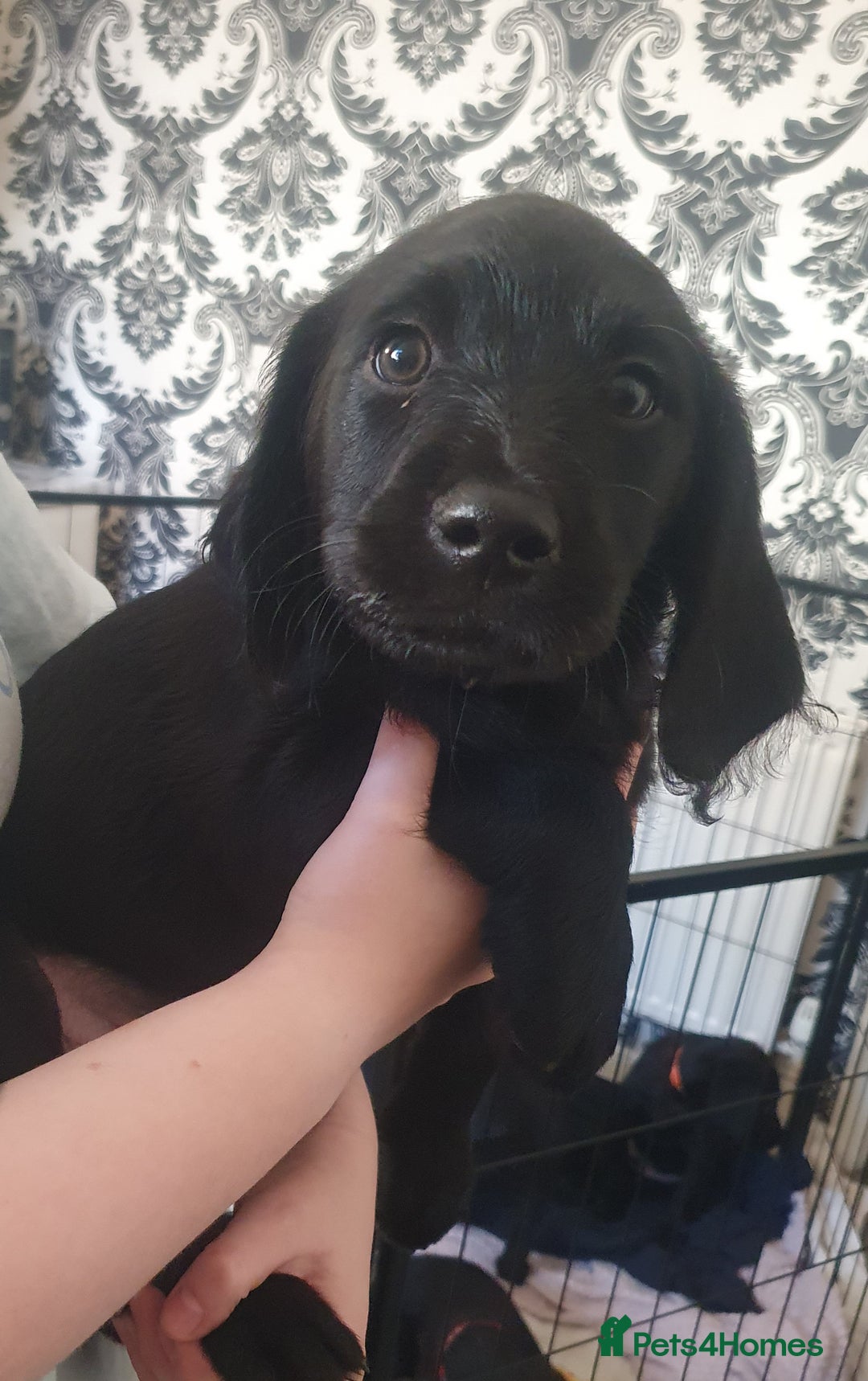 Labradoodle dogs for sale: ☆Ready to leave☆ CHUNKY PUPPIES ☆ - Advert 20