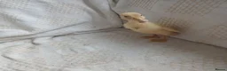 Mixed Breed birds for sale: Pure Indian runner ducklings 🐥  in Cirencester - Advert 9
