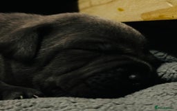 Staffordshire Bull Terrier dogs for sale: KC Registered Blue Staffordshire bull terrier - Image 21