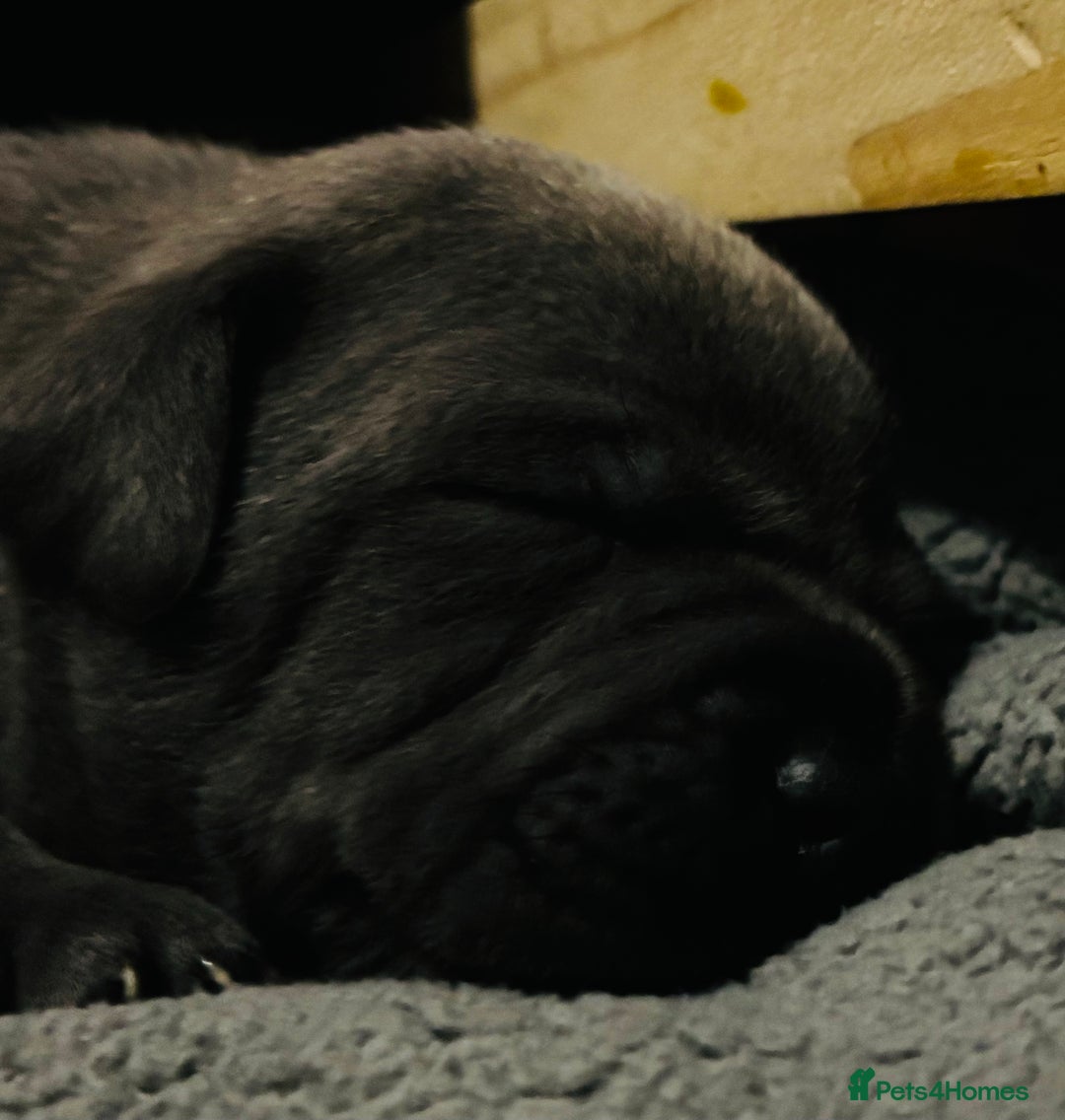Staffordshire Bull Terrier dogs for sale: KC Registered Blue Staffordshire bull terrier - Image 21
