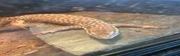 Monitor reptiles for sale: Proven Breeding Pair of Ackie Monitor Lizards in Ardrossan - Advert 5