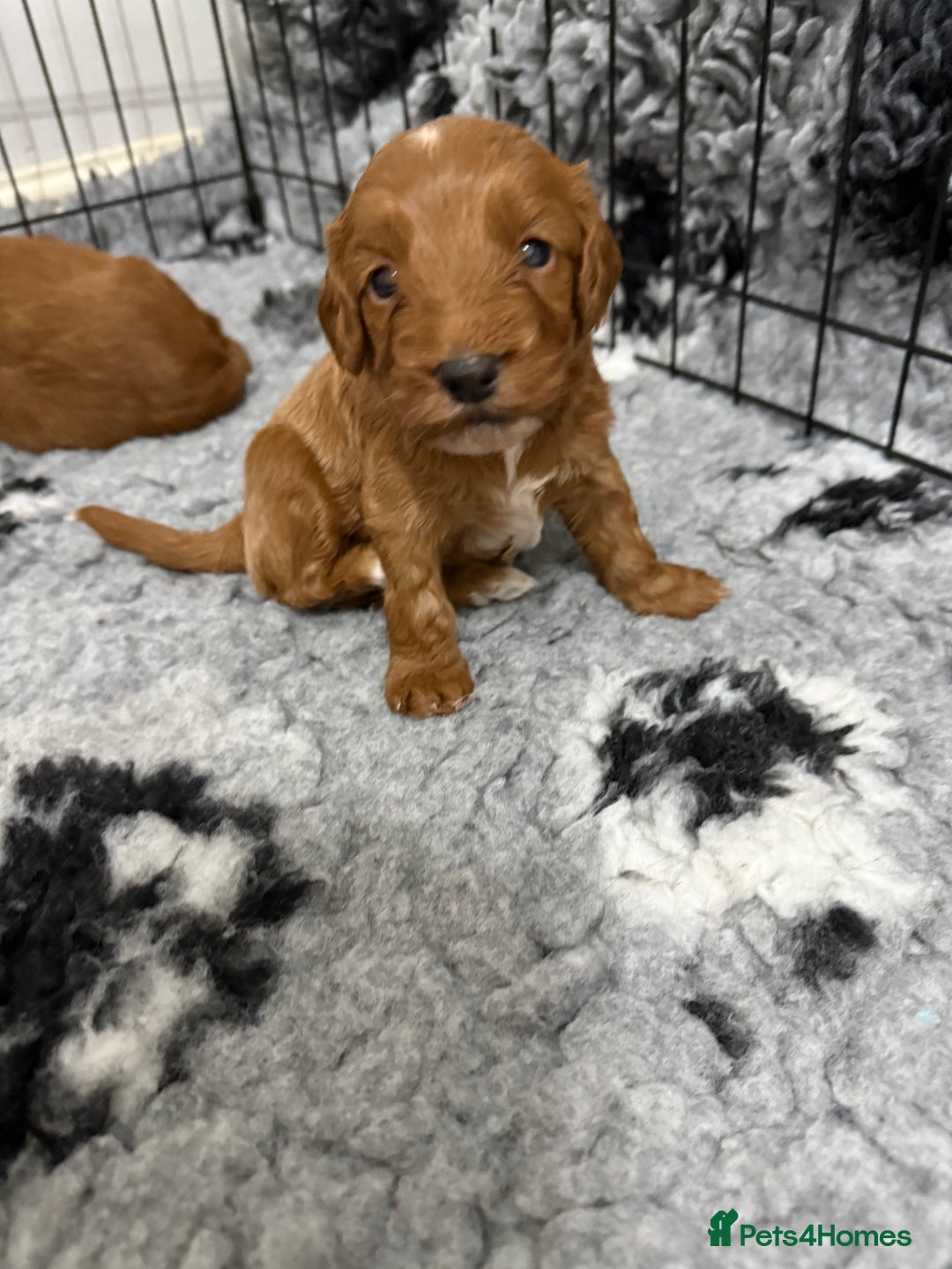 Cockapoo dogs for sale: Cockapoo puppies  - Image 3