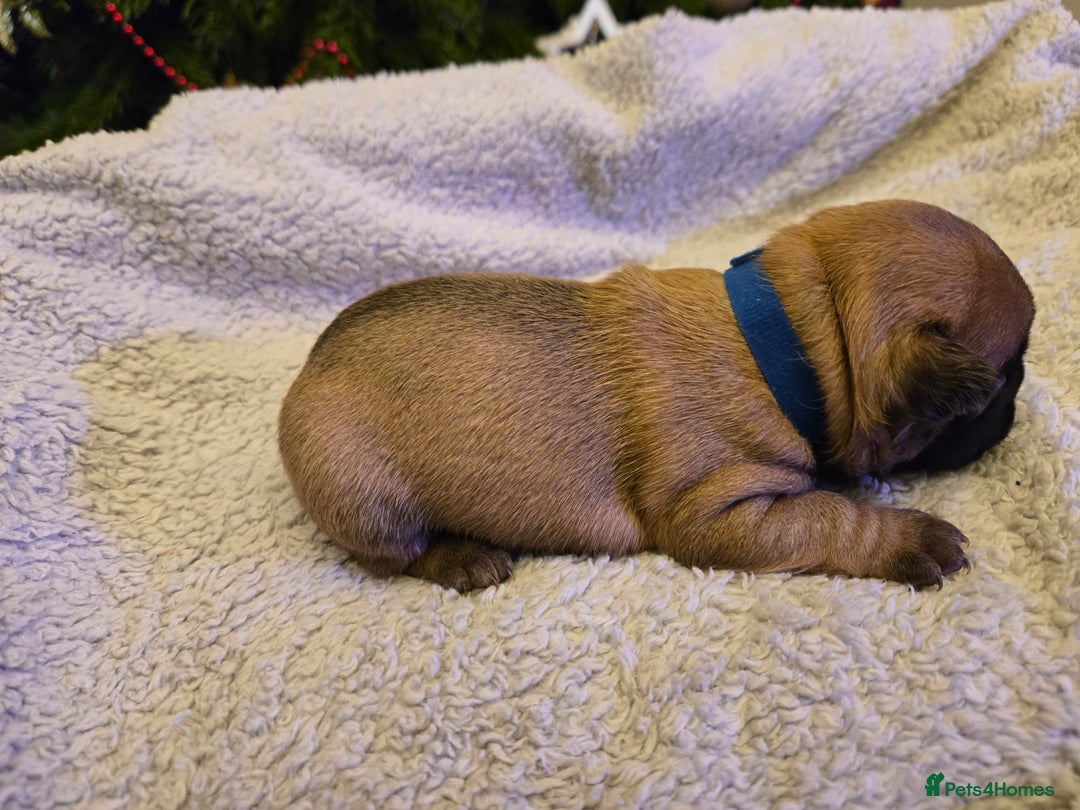 French Bulldog dogs for sale: French bulldog puppies.  - Advert 21