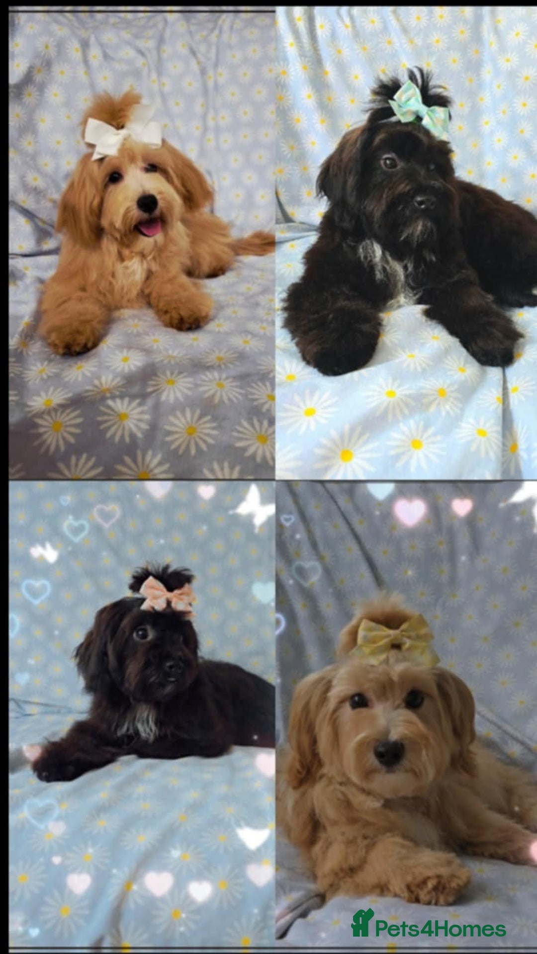 Maltipoo dogs for sale:  ** cute luttle maltipoo babies in Oldham - Image 7
