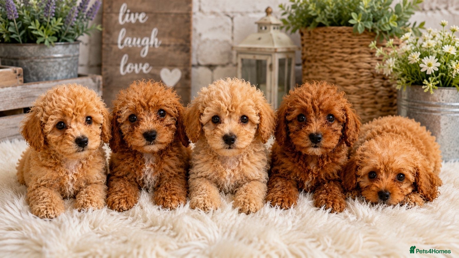 Cavapoo dogs Cavapoo Puppies  - Advert 2