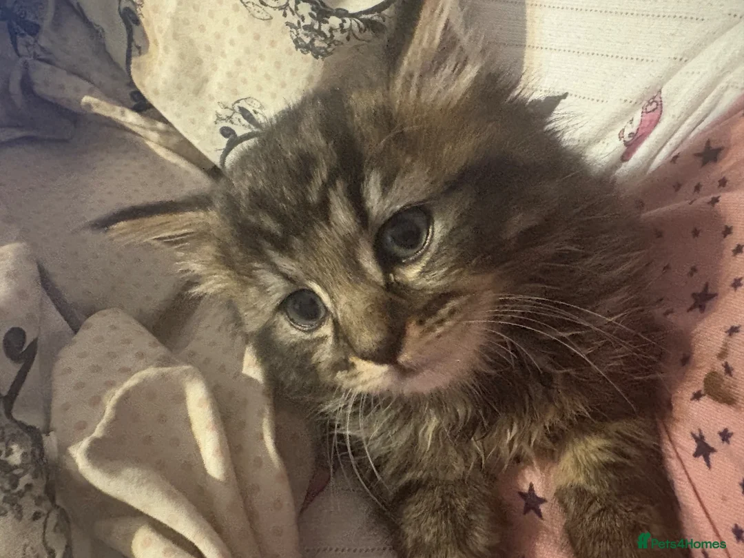 Mixed Breed cats for sale: Kitten  - Advert 7