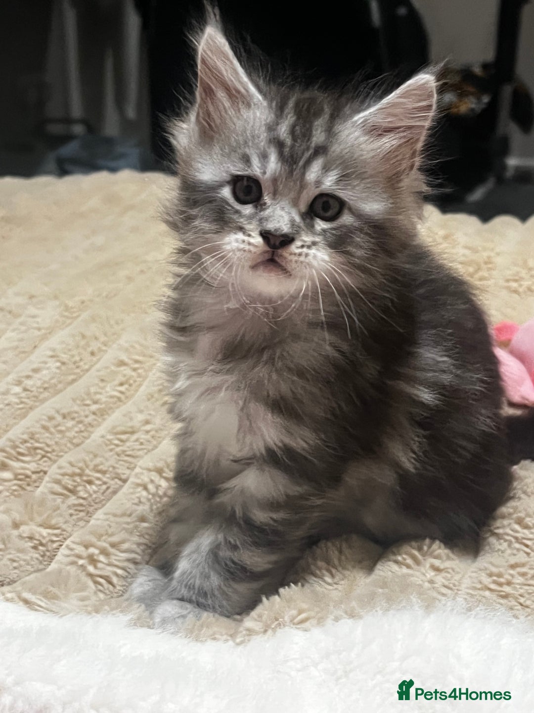 Maine Coon cats for sale: Beautiful Maine coon kittens  - Advert 8