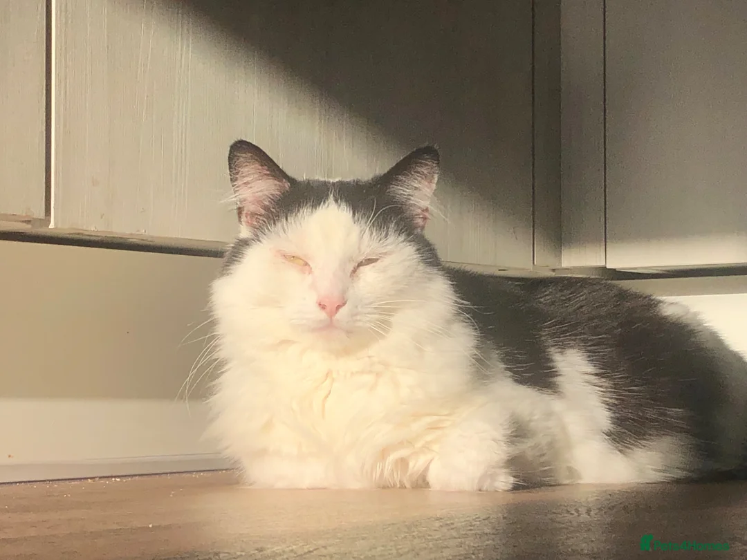 Maine Coon cats for sale: 5 year old Frank Maine Coone in Chippenham - Advert 4