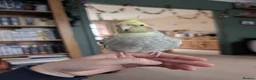 Cockatiels birds for sale: Female Cockatiel  in Newcastle upon Tyne - Advert 3