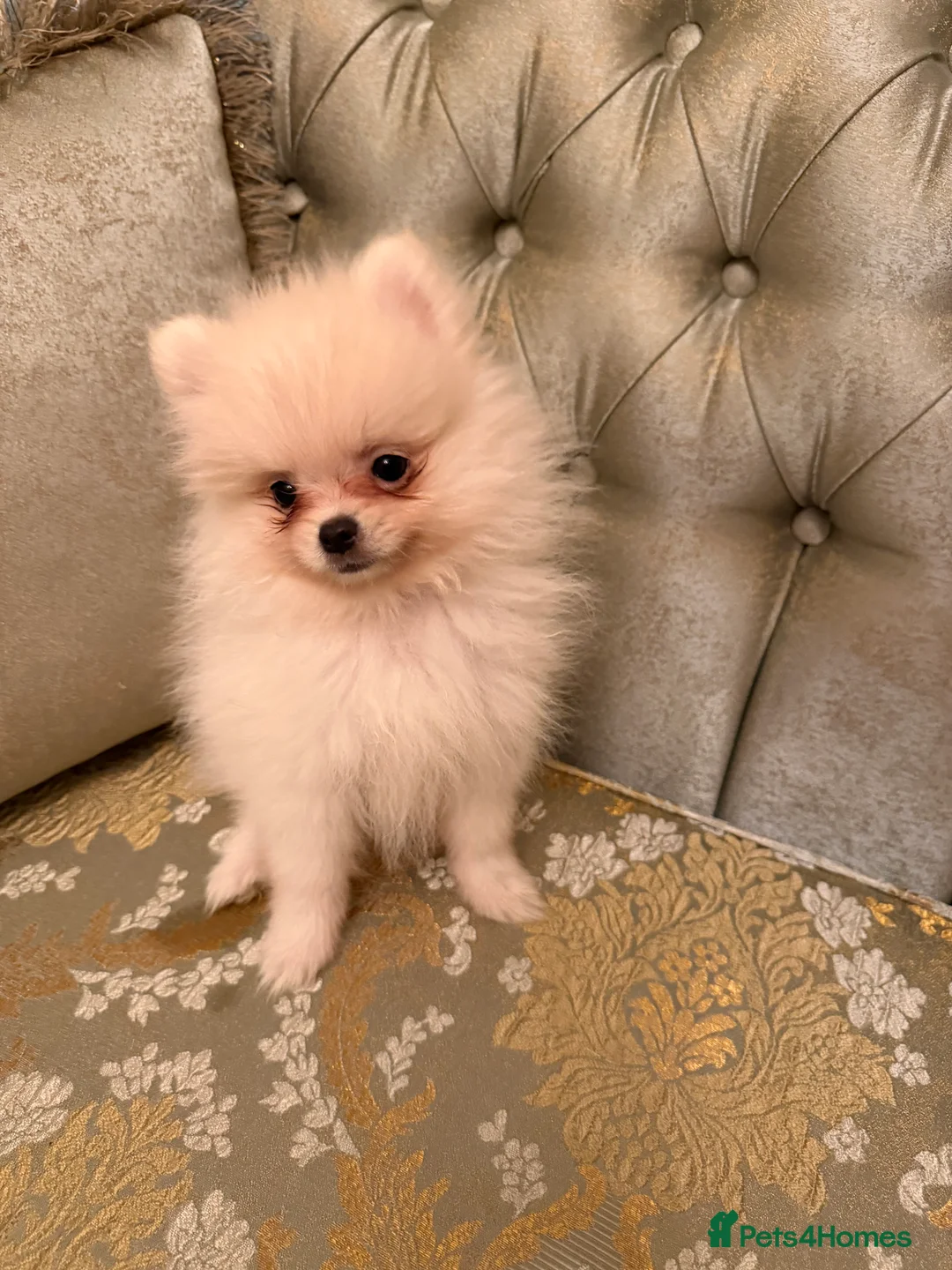 Pomeranian dogs for sale: Beautiful White Pomeranian puppies  - Advert 6
