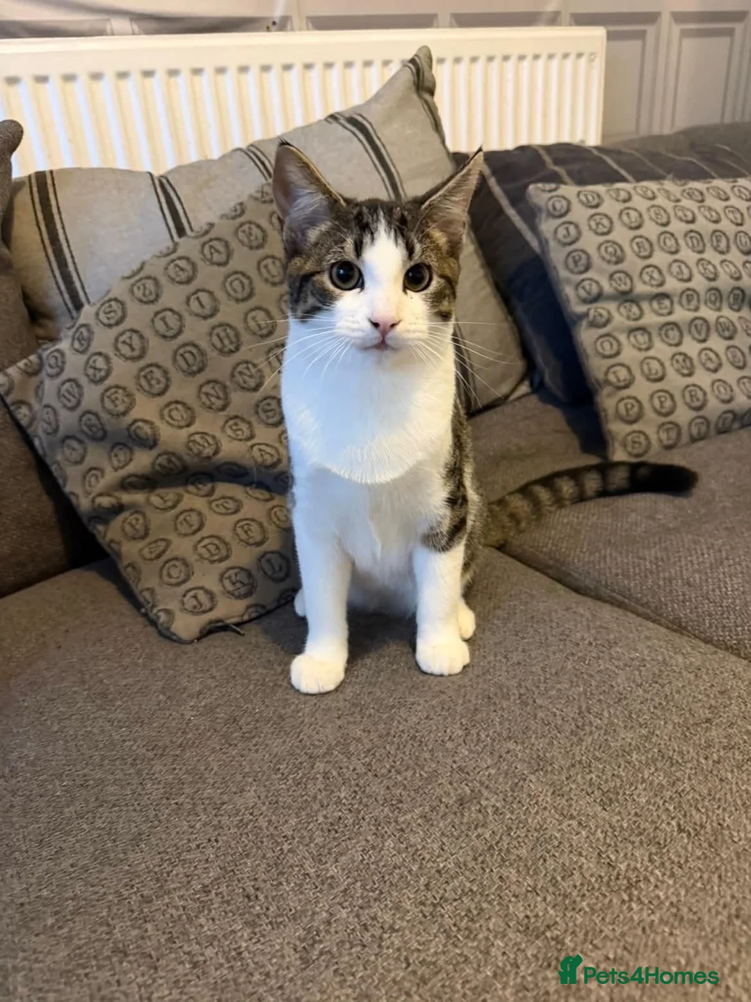 Mixed Breed cats for sale: Tiger, 5 month old male  - Advert 7