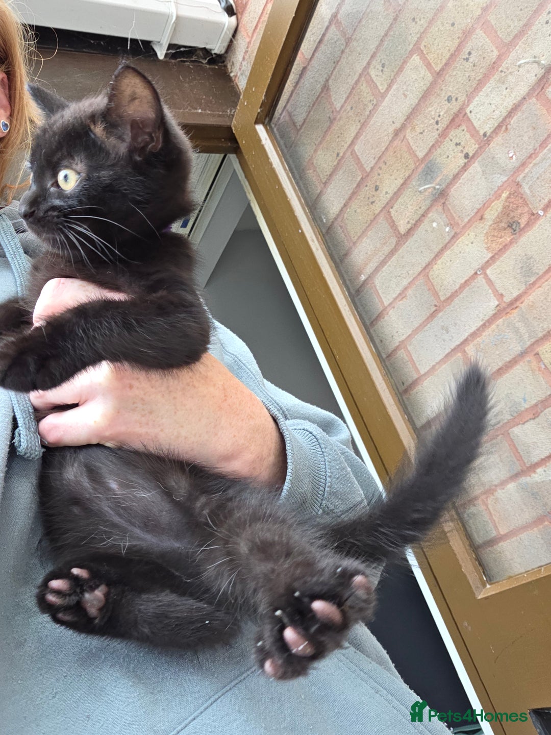 Mixed Breed cats for sale: 6 beautiful kittens for sale - Image 11