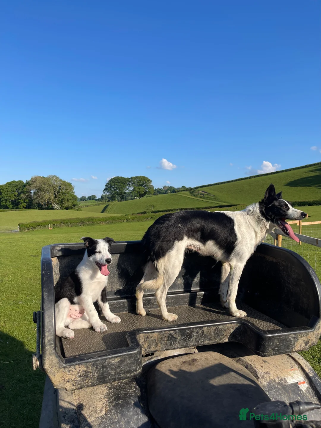 Border Collie dogs for sale: 12 Month old Border collie female in Caersws - Advert 2
