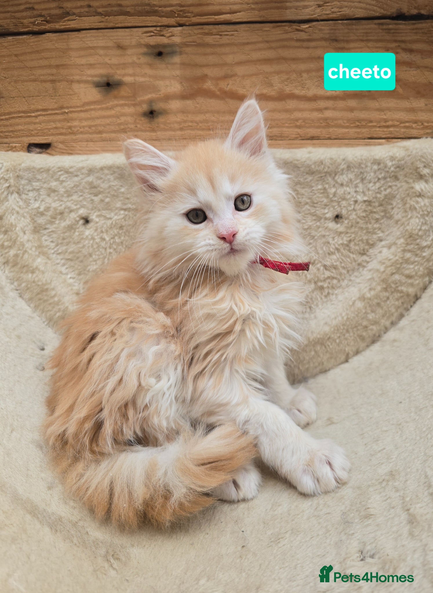 Maine Coon cats RARE Red High Silver Stunning Maine Coons Boys - Advert 1
