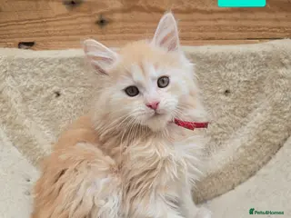 Maine Coon cats RARE Red High Silver Stunning Maine Coons Boys - Advert 1