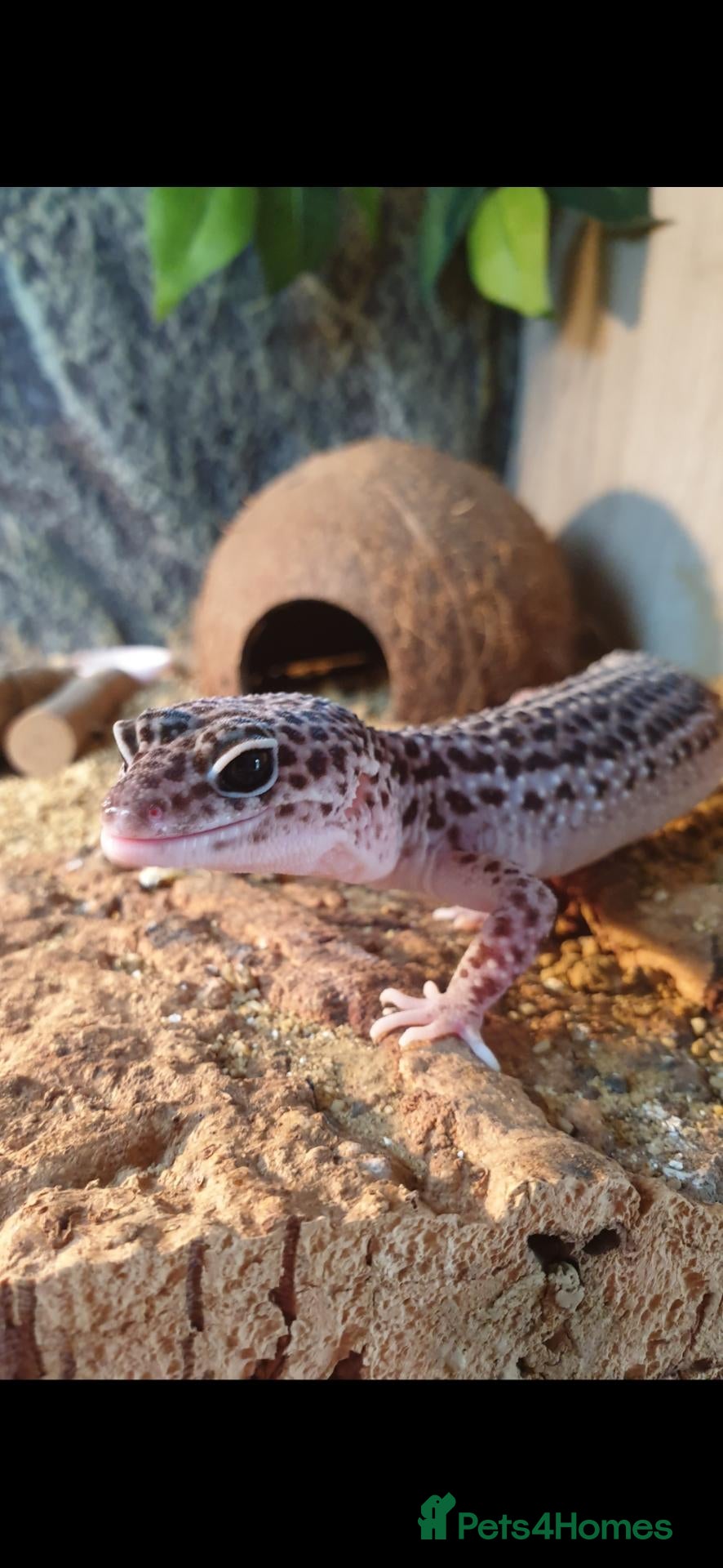 Leopard Gecko reptiles Mack Snow Eclipse Female Leopard Gecko  - Advert 1