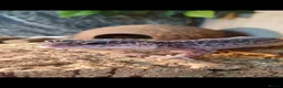Leopard Gecko reptiles for sale: Mack Snow Eclipse Female Leopard Gecko  - Advert 1