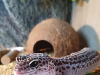 Leopard Gecko reptiles Mack Snow Eclipse Female Leopard Gecko - Advert 1