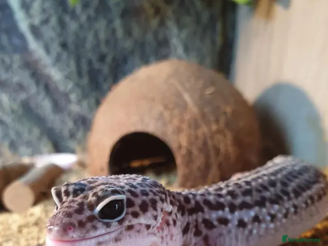 Leopard Gecko reptiles Mack Snow Eclipse Female Leopard Gecko - Advert 1