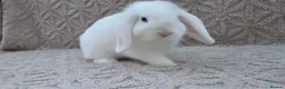 Mini Lop rabbits for sale: Mini lop  - Advert 4