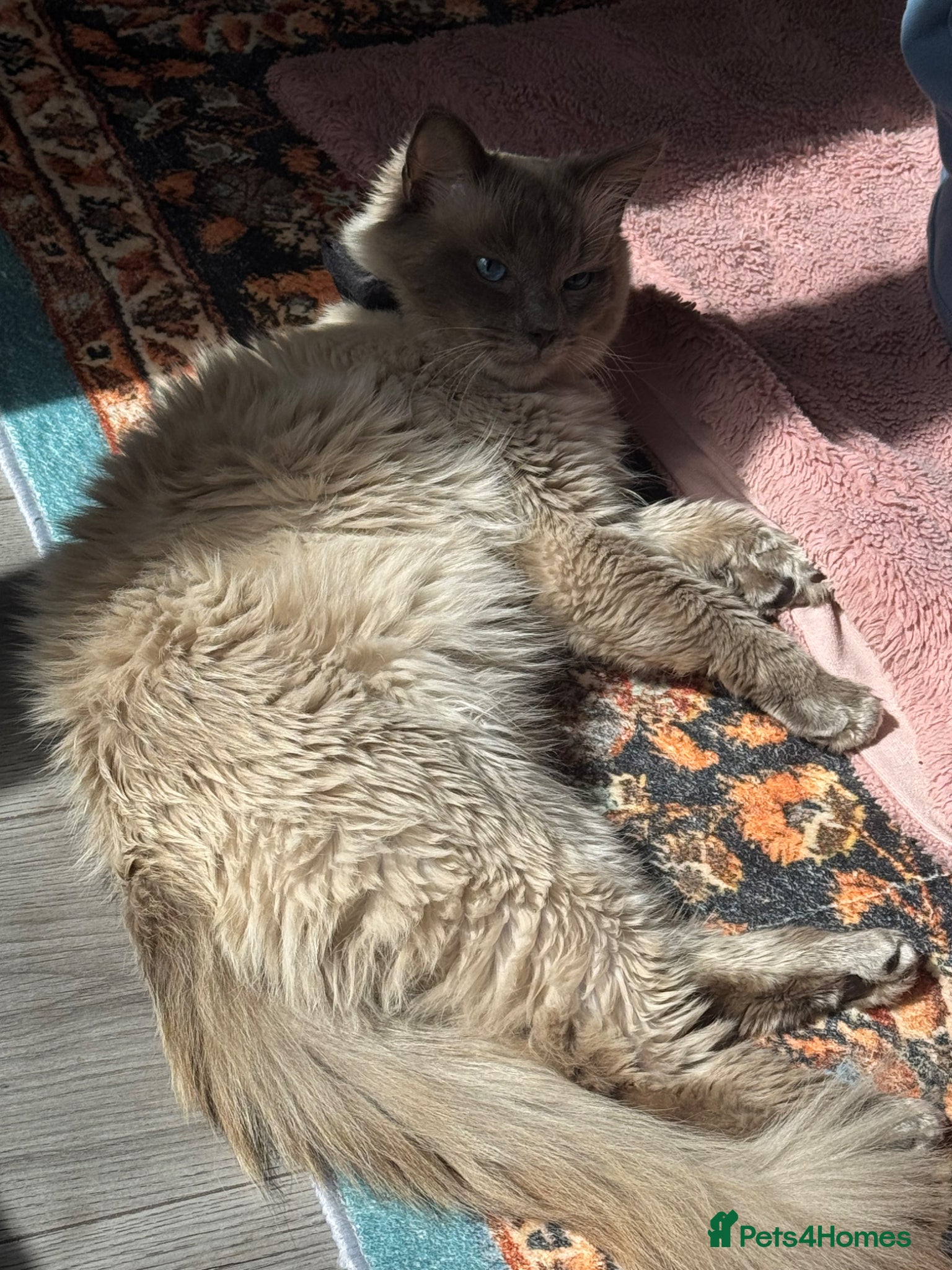 Ragdoll cats A beautiful and calm ragdoll cat  - Advert 4
