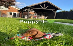 Miniature Dachshund dogs for sale: Ethically Bred Superior Health Tested Miniatures - Image 7
