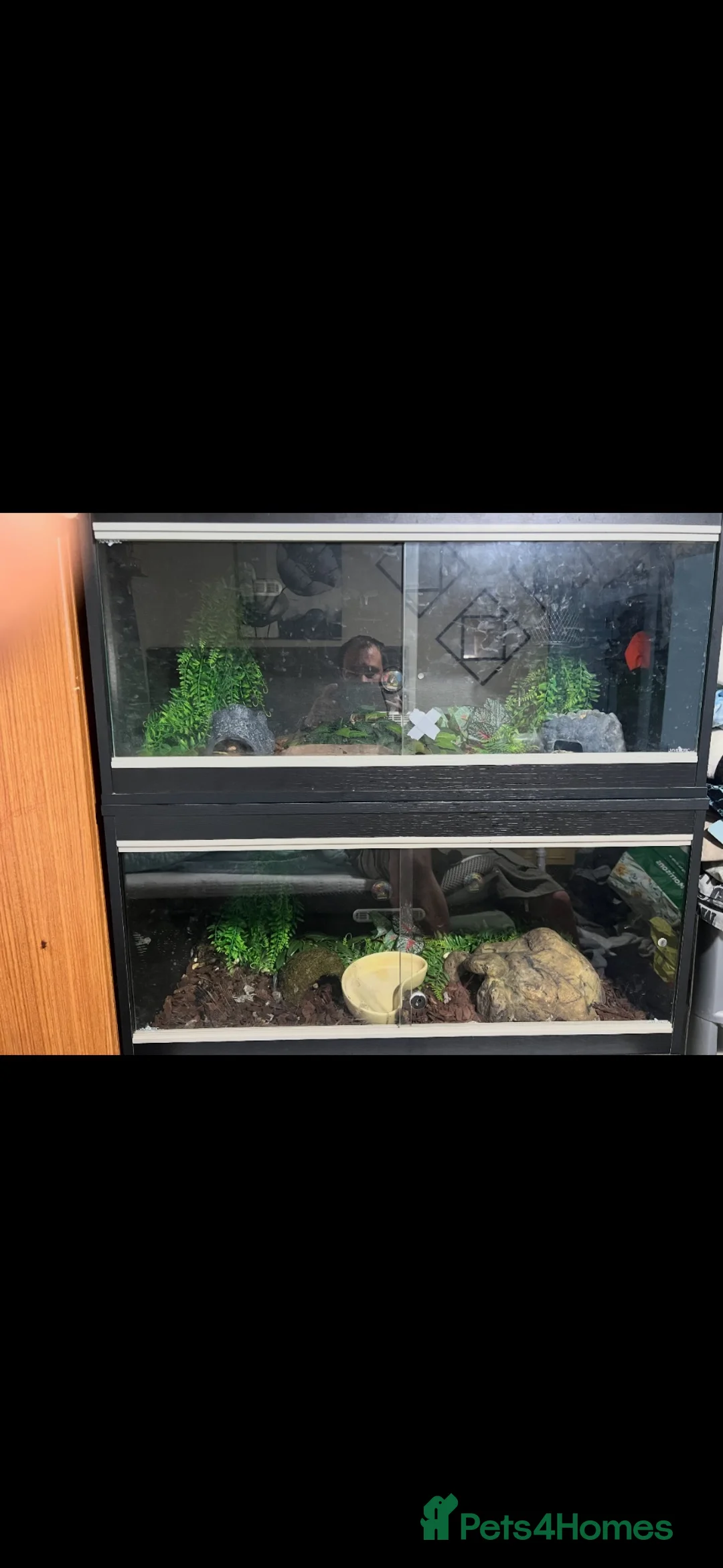 Python Snake reptiles for sale: 2 Python  - Advert 3