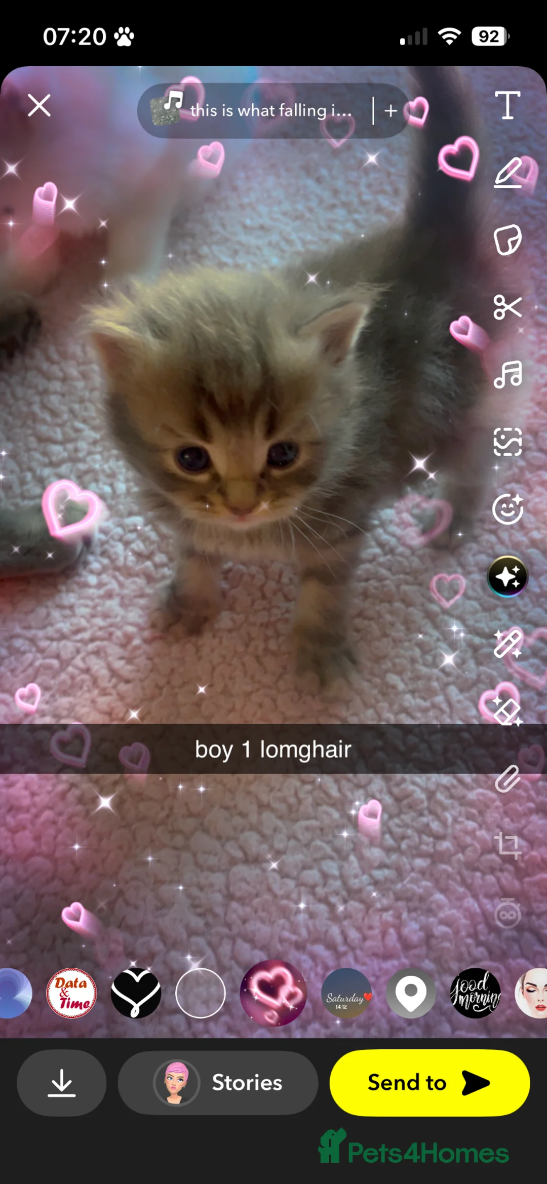 Maine Coon cats for sale: maincoon cross  - Advert 2