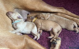 Labradoodle dogs for sale: Red & Apricot F1 Miniature Labradoodle Puppies - Image 11