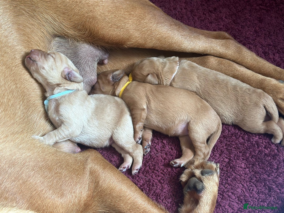 Labradoodle dogs for sale: Red & Apricot F1 Miniature Labradoodle Puppies - Image 11