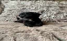 Lhasapoo dogs for sale: *****only 1 girl and 2 boys left ***** - Image 13