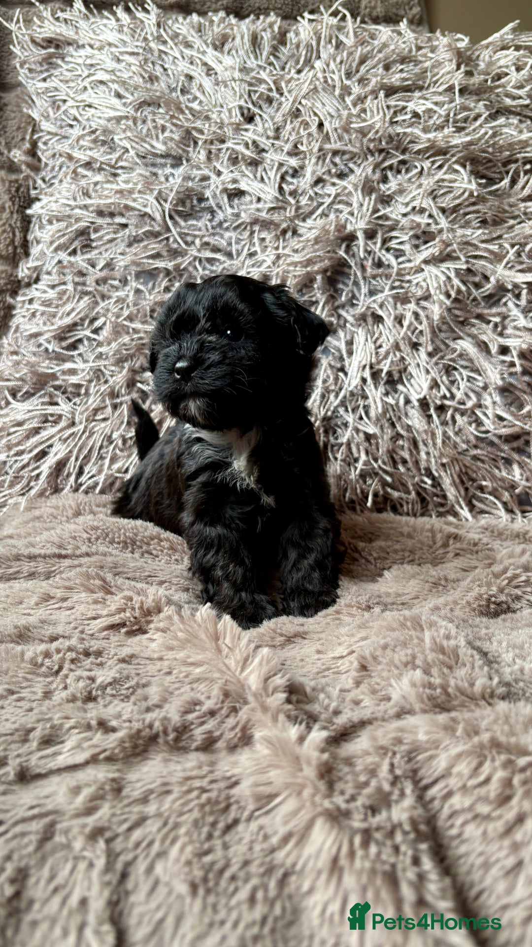 Lhasapoo dogs for sale: *****only 1 girl and 2 boys left ***** - Image 13