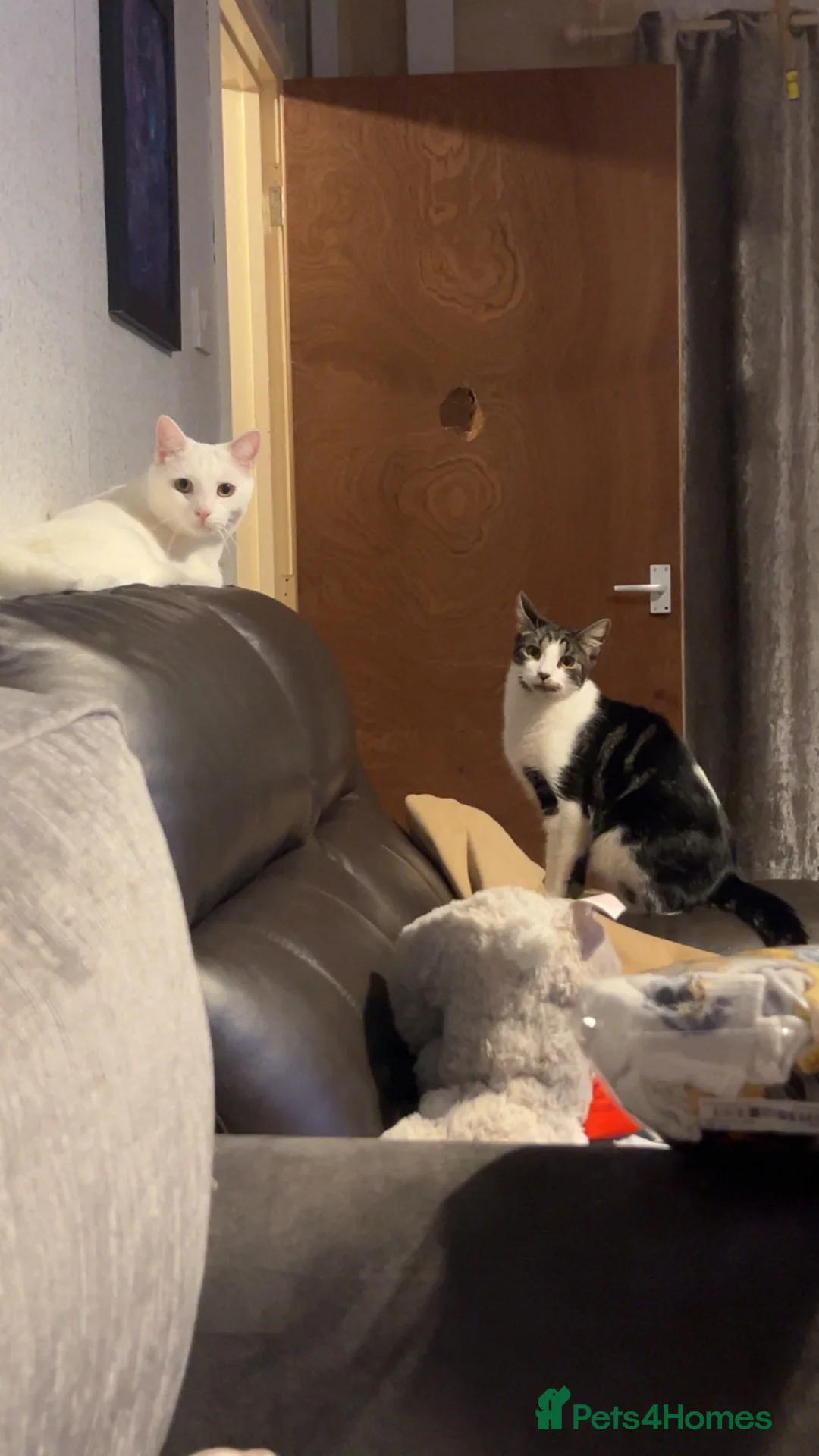 Mixed Breed cats for sale: Milo and Theo  - Advert 1