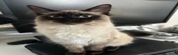 Mixed Breed cats for sale: Almost two year old cat - Advert 1