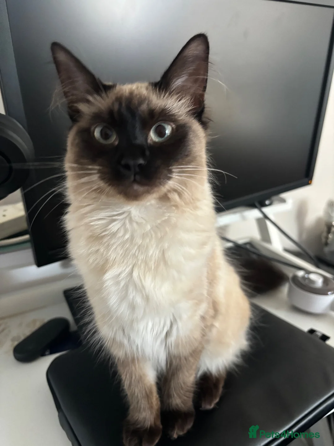 Mixed Breed cats for sale: Almost two year old cat - Advert 1